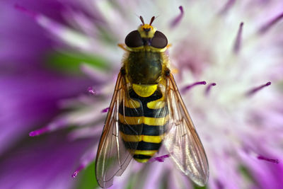 Close-up of butterfly pollinating on purple flower