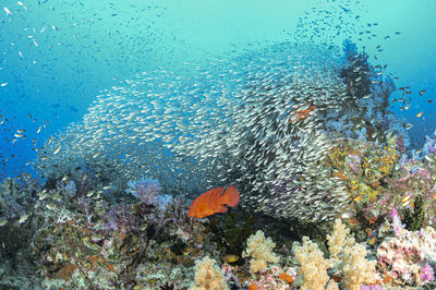 Fish swimming in sea