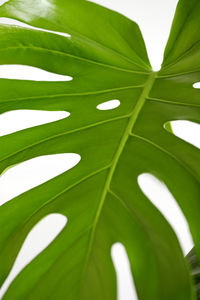 Close-up of green leaves