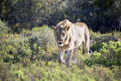 Lion on field