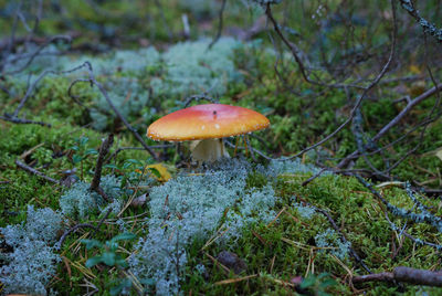 Close-up of mushroom growing on field