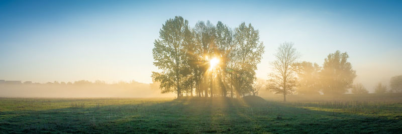Sunlight streaming through tree on field against sky