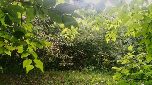 Plants against trees