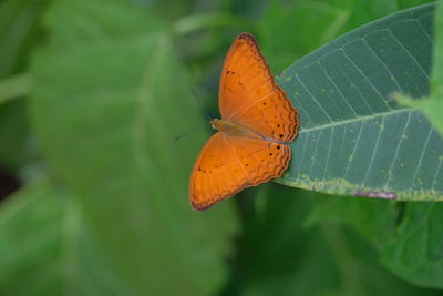 Close-up of butterfly pollinating on flower