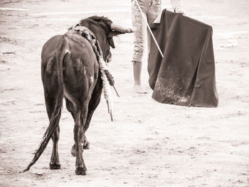 Horse walking on land