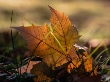 leaf