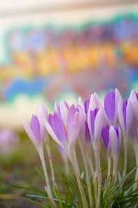 Close-up of purple crocus blooming outdoors