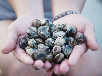 Close-up of hands holding seashells
