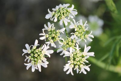 Close-up of white flowers blooming outdoors