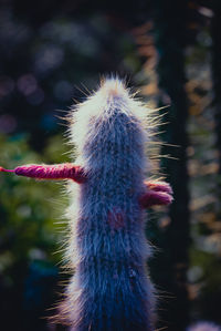 Close-up of succulent plant