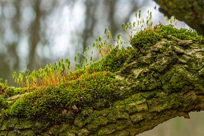 Close-up of moss growing on tree trunk