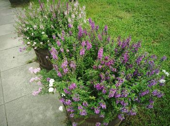 Close-up of purple flowers