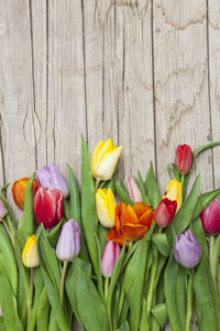 Close-up of tulips