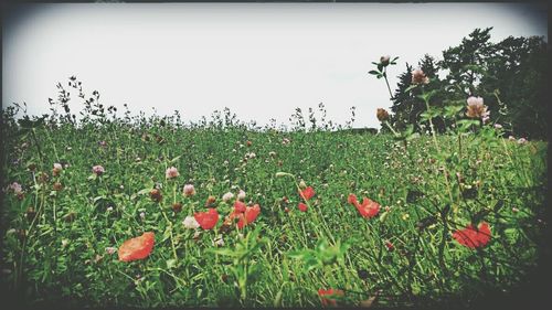 Plants growing on grassy field