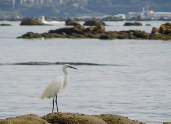 Bird perching on rock by sea