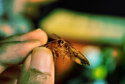 Close-up of insect on hand