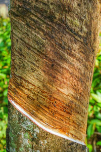 Close-up of tree stump