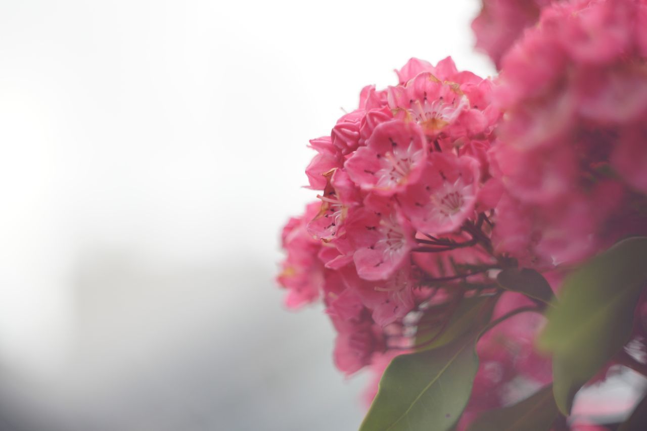 flower, flowering plant, beauty in nature, fragility, freshness, vulnerability, plant, pink color, growth, close-up, petal, nature, inflorescence, flower head, selective focus, day, no people, outdoors, blossom, botany, springtime, bunch of flowers, cherry blossom