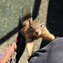 Low section of squirrel on wall