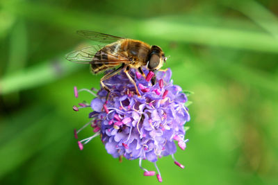 Close-up of honey bee feeding on flower