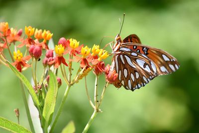 Close-up of butterfly pollinating on flower