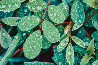 Full frame shot of wet leaves