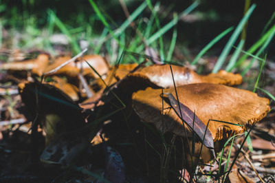 Close-up of mushroom growing on field