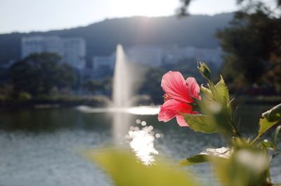 Close-up of flower against lake in city