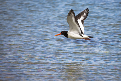 Side view of a bird flying over calm sea