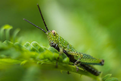 Close-up of insect on leaf