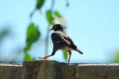 Close-up of bird perching on wood