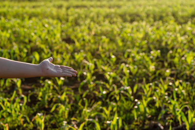 Person hand holding plant on land