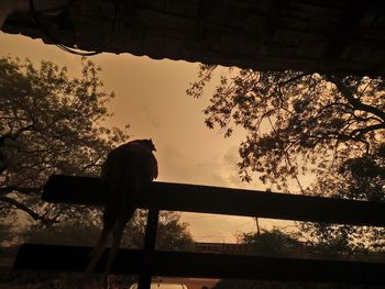 Silhouette bird perching on a tree