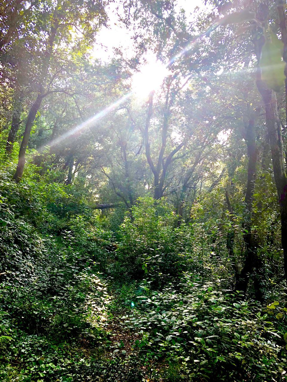 tree, plant, land, forest, beauty in nature, growth, sunlight, tranquility, nature, day, no people, tranquil scene, green color, scenics - nature, non-urban scene, woodland, outdoors, sunbeam, environment, foliage, bright, streaming, trail