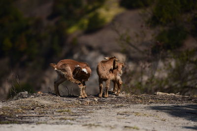 Sheep walking on a field