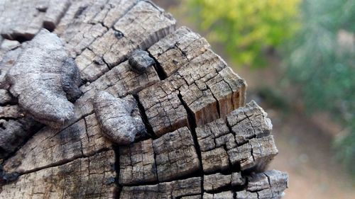 Close-up of log on tree stump