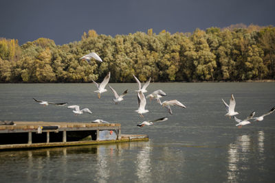 Birds flying over lake against sky