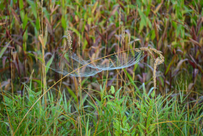 Close-up of insect on plant