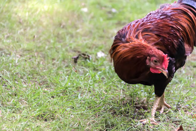 Free range rooster on field