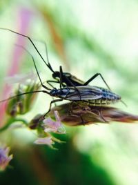 Close-up of dragonfly