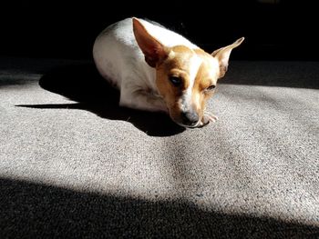 High angle view of dog resting on floor