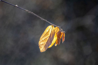 Close-up of dry leaves on plant