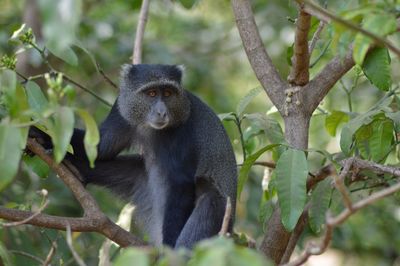 Portrait of monkey sitting on tree branch