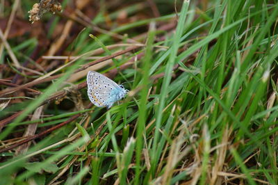 Close-up of butterfly on grass