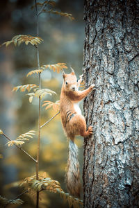 Close-up of squirrel on tree trunk