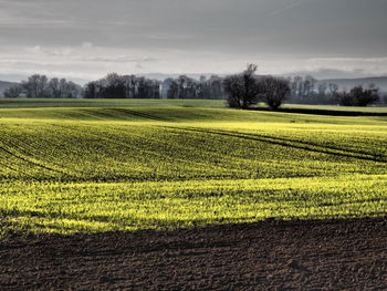 Scenic view of agricultural field against sky