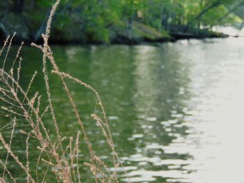 Close-up of water drops on spider web by lake