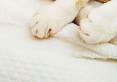 Close-up of a cat lying on bed