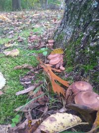 Close-up of mushrooms growing on tree trunk