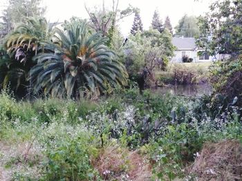 View of plants and trees